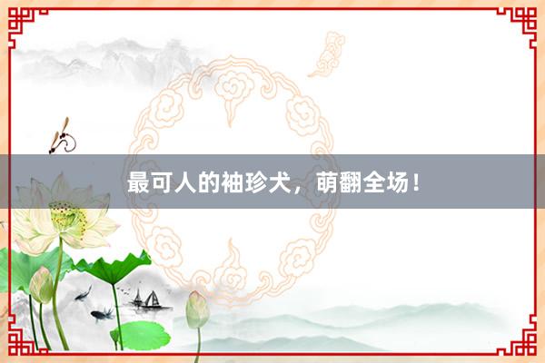 最可人的袖珍犬，萌翻全场！